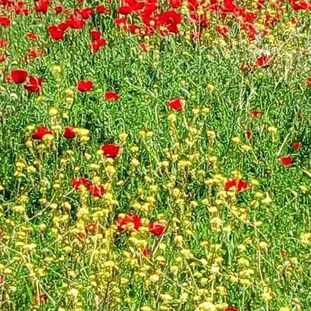 Ermis Katafigio * Άνω Τρίκαλα