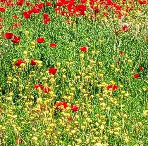 Ermis Katafigio * Ano Trikala